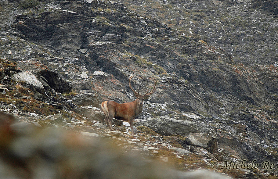 PASSIONE PER IL CERVO